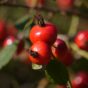 Health Benefits Of Rosehip Oil