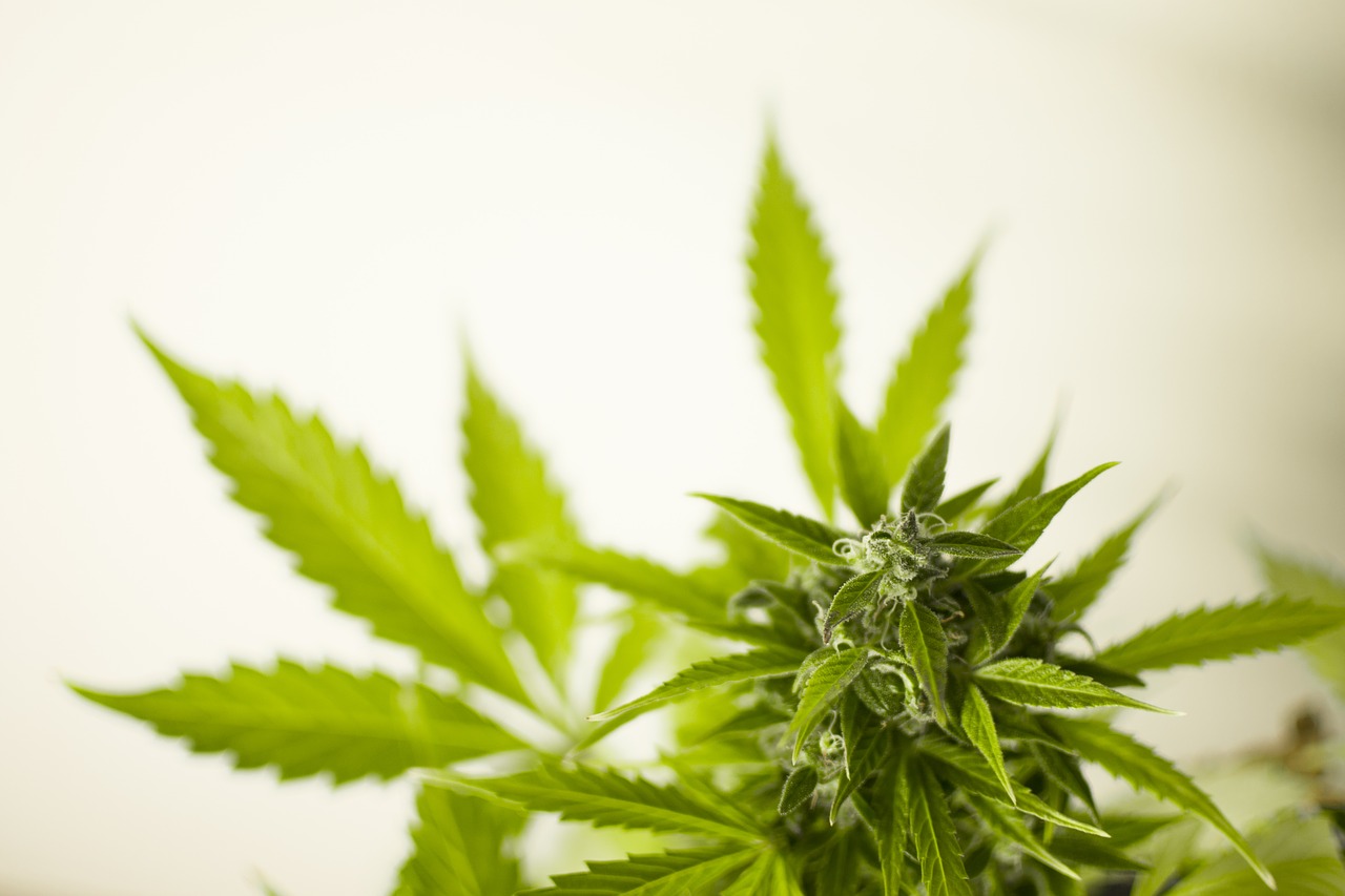 FAQs About CBD Oils